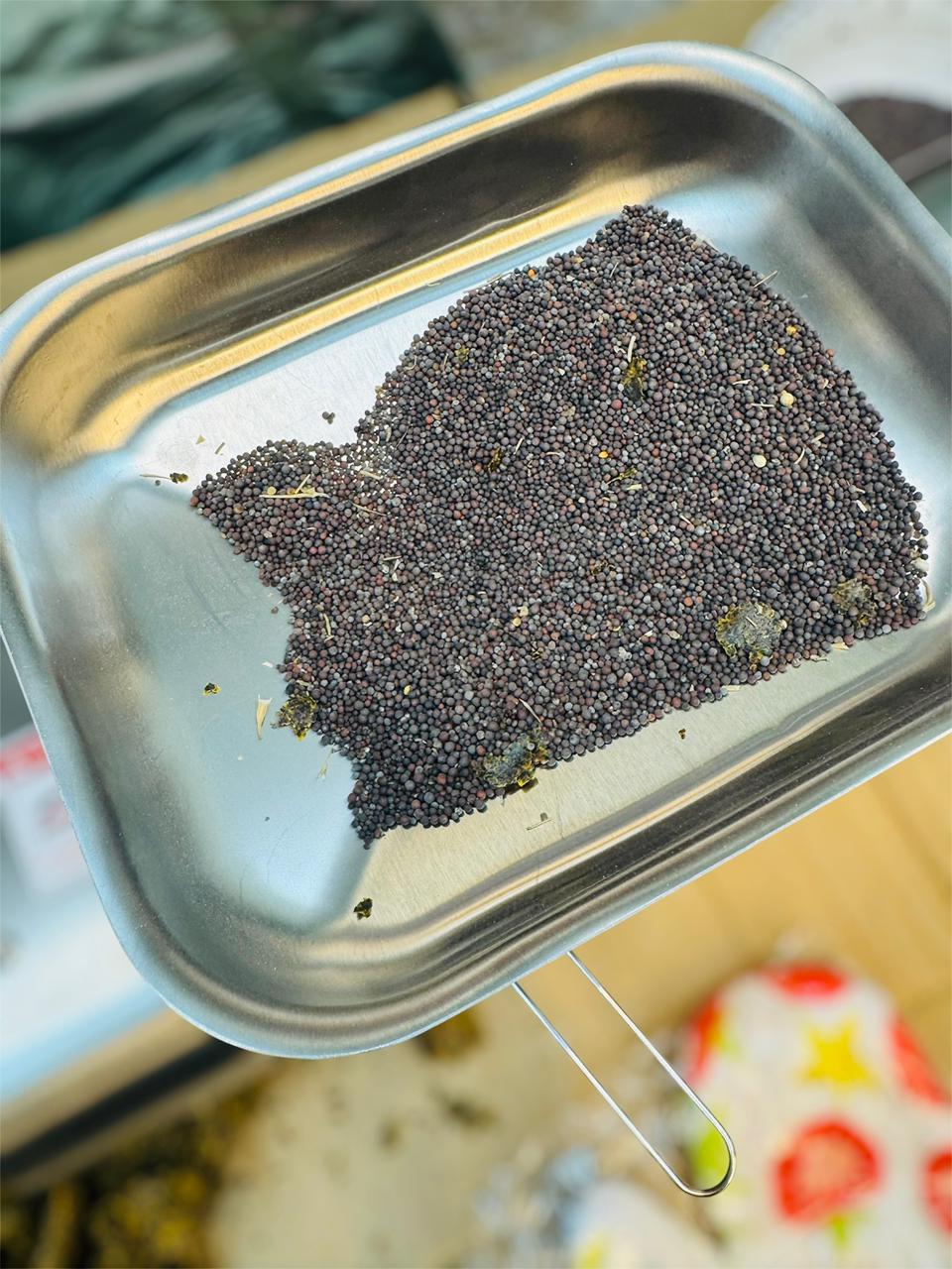 Stainless Steel Oil Press Machine ( Oil Extractor Machine )